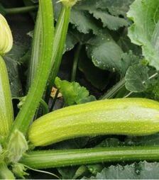 Насіння кабачка Сіріо (CRX 90197) F1, п.о. 1 тис. насінин (Cora Seeds)