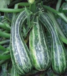 Насіння кабачка Тапір, 1 кг (Moravo Seed)