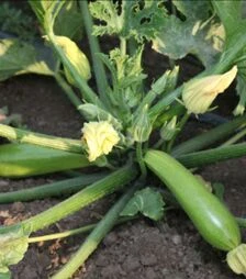 Насіння кабачка Язума F1 (КС 3714 F1), п.о. 250 насінин (Kitano Seeds)