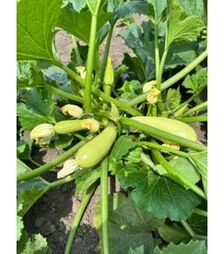 Насіння кабачка Амал F1, п.о. 100 насінин (Breeding Seeds)