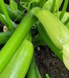 Насіння кабачка Мейтон F1, п.о. 1 тис. насінин (Libra Seeds)