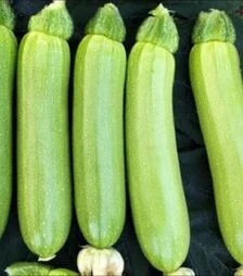 Насіння кабачка Родан F1, п.о. 1 тис. насінин (Libra Seeds)