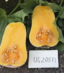 Семена тыквы UG 205 F1, п.е. 1000 семян (United Genetics)