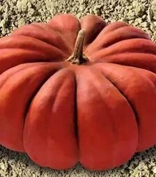 Семена тыквы Мускат де Прованс Hortus, 500 г (Коуэлл)