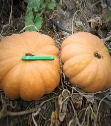 Насіння гарбузу Вест, 500 г (Lark Seeds)