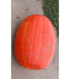 Насіння гарбуза Голіаш, 1 кг (Moravo Seed)