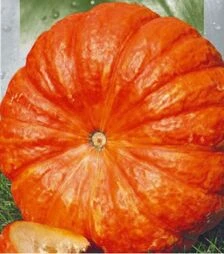 Насіння гарбуза Руж Віф де Тамп, 250 г (Leda Seeds)