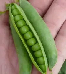 Семена гороха Мегасайз, п.е. 100 тыс. семян (Spark Seeds)