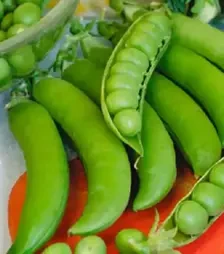 Насіння гороху Грунді, п.о. 100 тис. насінин (Syngenta)