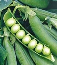 Насіння гороху Олінда, п.о. 100 тис. насінин (Syngenta)