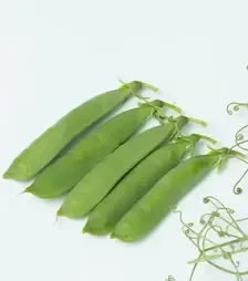 Насіння гороху Ідальго, п.о. 100 тис. насінин (Syngenta)
