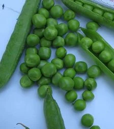 Семена гороха Кингсайз F1, п.е. 100 тыс. семян (Spark Seeds)