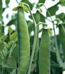 Семена гороха Грюнди, п.о. 100 тыс. семян (Syngenta)