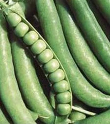 Семена гороха Динга, 25 кг (Satimex)