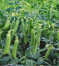 Семена гороха Макси Голд, 1 кг (Agri Saaten)