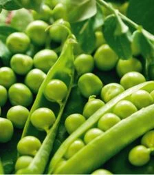 Семена гороха Преладо, 100 г (Breeding Seeds)