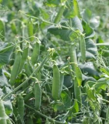 Семена гороха Преладо, 1 кг (Syngenta)