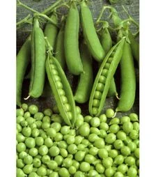 Семена гороха Продиджи, п.о. 2,5 тыс. семян (Spark Seeds)