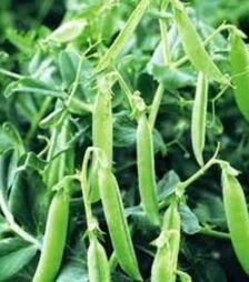 Семена гороха Сомервуд, 1 кг (Syngenta)