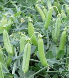 Семена гороха Эльдорадо, п.о. 100 тыс. семян (Syngenta)