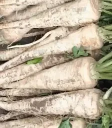 Насіння пастернаку Біла перлина, 500 г (Agri Saaten)