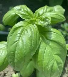 Насіння базиліку Грін Дом, 500 г (Spark Seeds)