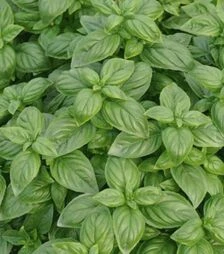 Насіння базиліку Ізумруд, 50 г (Itall-Flora)