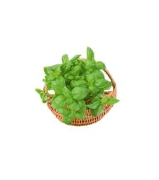 Насіння базиліку Боназза, 50 г (Leda Seeds)