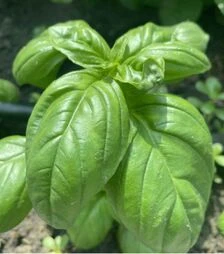 Насіння базиліку Грін Дом, 50 г (Spark Seeds)