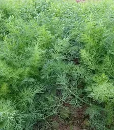 Насіння кропу Монарх, 1 кг (Moravoseed)