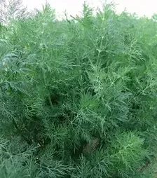 Насіння кропу Мораван, 1 кг (Moravoseed)