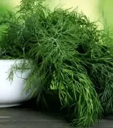 Насіння кропу Мега Тетра, 500 г (Libra Seeds)