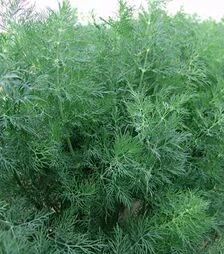 Насіння кропу Мораван, 10 кг (Moravoseed)