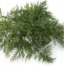 Семена укропа Аллигатор, 1 кг (Gavrish)