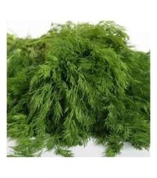 Насіння кропу Аллігатор, 100 г (Semo)
