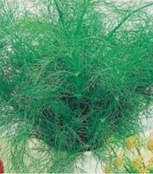 Семена укропа Тетра, 500 г (Satimex)