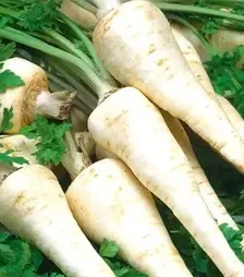 Семена петрушки Осборная, 1 кг (Moravoseed)