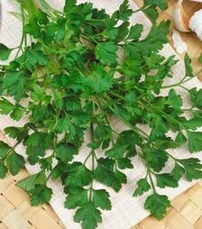 Насіння петрушки Фестиваль, 500 г (Semo)