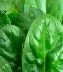 Насіння шпинату Матадор, 1 кг (Moravoseed)