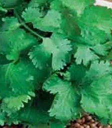 Насіння кінзи Амерікано Hortus, 5 кг (Коуел)