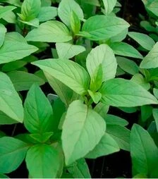 Насіння базиліку для мікрозелені Lemonette, лимонний, бебі листя, доросла зелень, імпорт, 100 г
