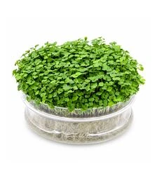Семена рукколы для микрозеленых Сицилия, 100 г
