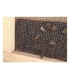 Пчелопакет Карпатка 4 рамки (PP3001K)
