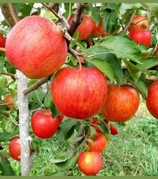 Саженец яблони Пинова ЗКС 2г