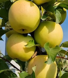 Саженец яблони Луна ЗКС 3г