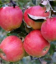 Саженец яблони Прима ЗКС 3г