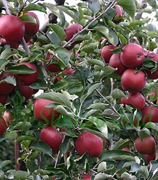 Саженец яблони Ред Джонапринц ЗКС 3г