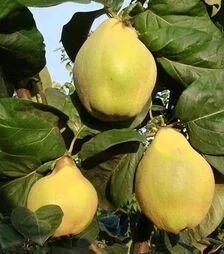 Саженец айвы Крупноплодная ЗКС 2г