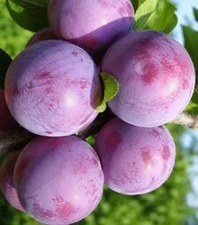 Саженец сливы Кишиневская ЗКС 2г