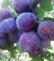 Саженец сливы Кабардинская Ранняя ЗКС 2г
